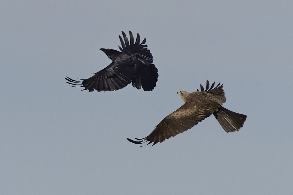 Black Kiteadult breeding, Behaviour