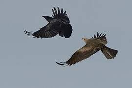 Black Kite