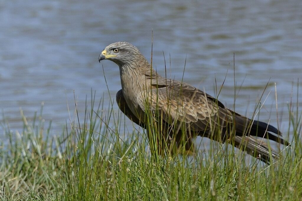 Black Kiteadult breeding