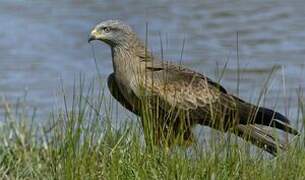 Black Kite