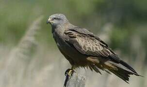 Black Kite