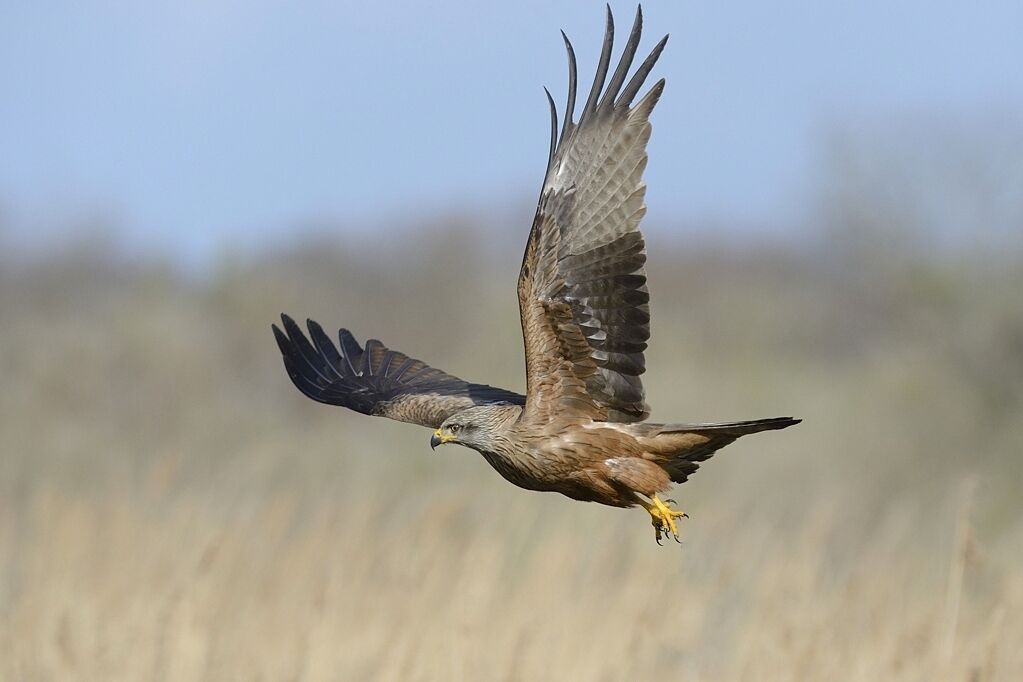 Black Kiteadult breeding, Flight