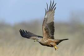 Black Kite