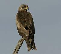 Black Kite