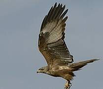 Black Kite