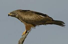 Black Kite