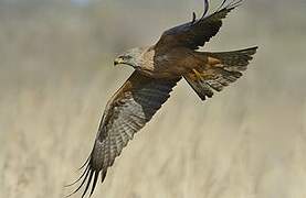 Black Kite