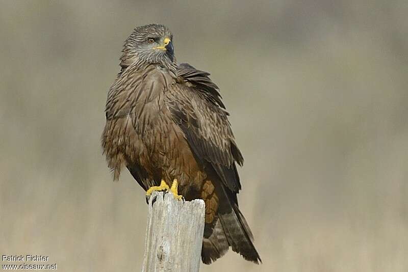 Black Kiteadult breeding, close-up portrait