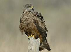 Black Kite