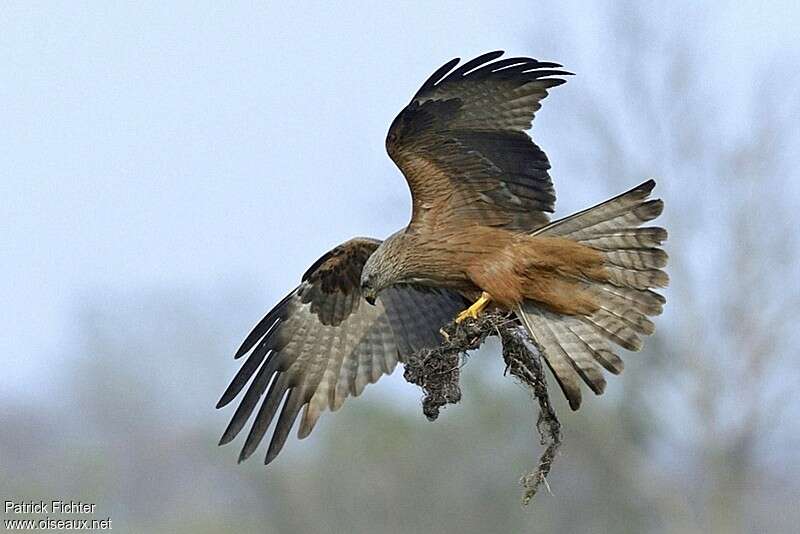 Black Kiteadult, Flight, Reproduction-nesting