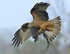 Black Kite