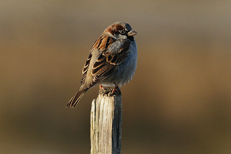 Moineau domestique mâle adulte