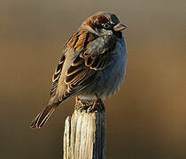 Moineau domestique