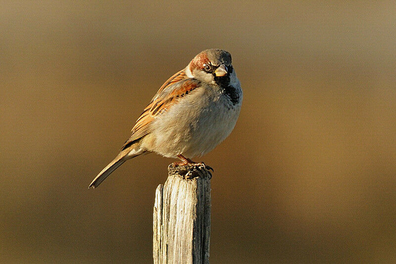 Moineau domestique mâle adulte