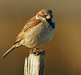 Moineau domestique