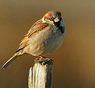 House Sparrow