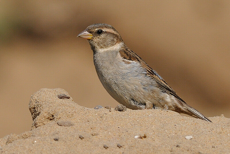 House Sparrow female First year