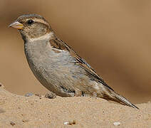 House Sparrow