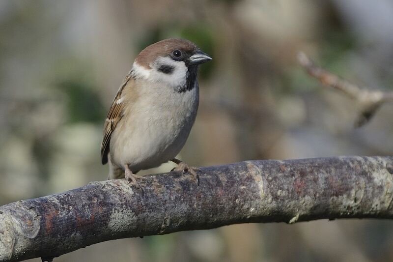 Eurasian Tree Sparrowadult breeding