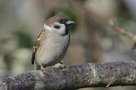 Eurasian Tree Sparrow