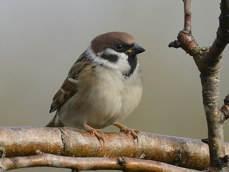 Moineau friquetadulte