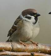 Eurasian Tree Sparrow