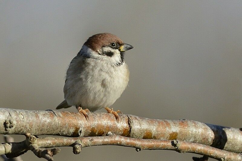 Moineau friquetadulte