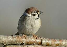 Eurasian Tree Sparrow