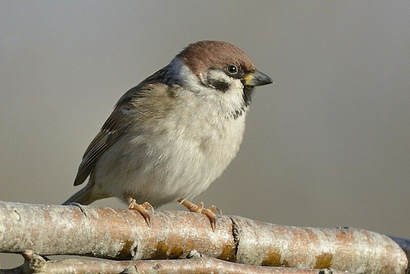 Moineau friquetadulte internuptial