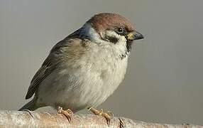 Eurasian Tree Sparrow