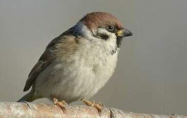 Moineau friquet