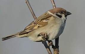 Eurasian Tree Sparrow