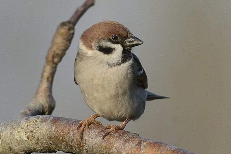 Moineau friquetadulte