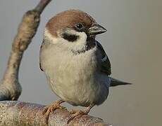 Eurasian Tree Sparrow