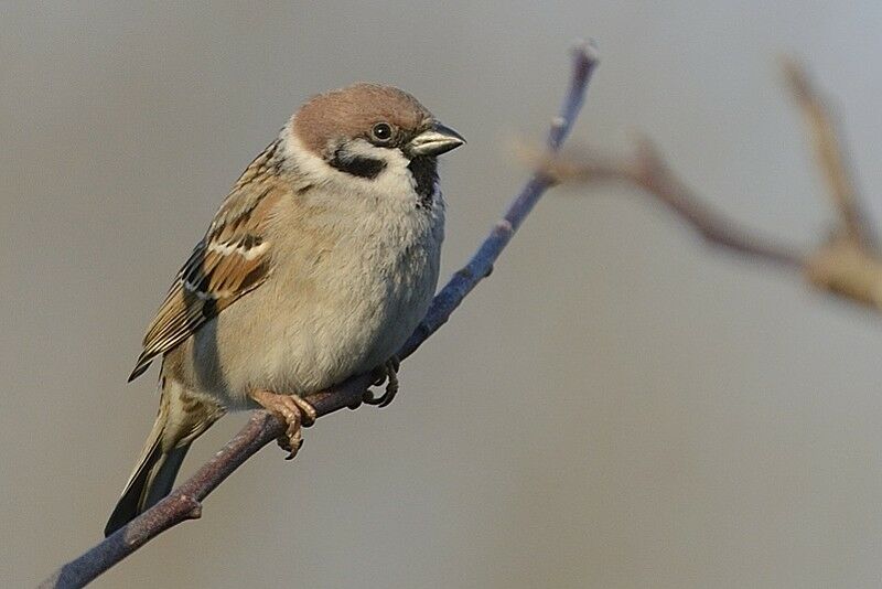 Moineau friquetadulte