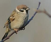 Eurasian Tree Sparrow