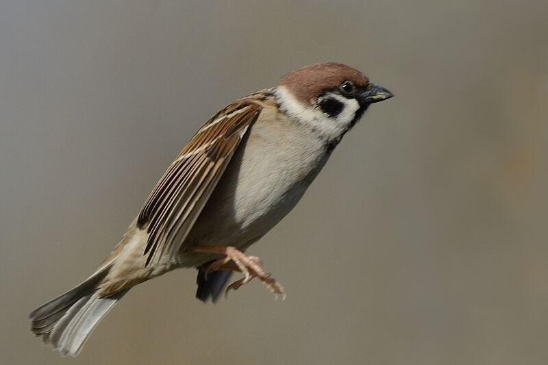 Moineau friquetadulte