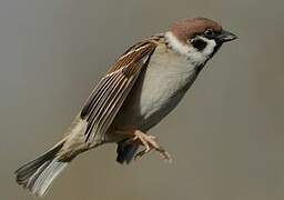 Eurasian Tree Sparrow