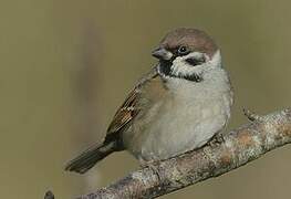 Eurasian Tree Sparrow