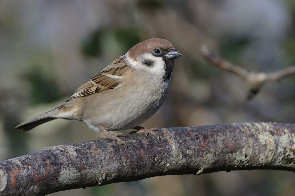 Eurasian Tree Sparrowadult breeding