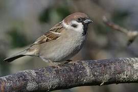 Eurasian Tree Sparrow