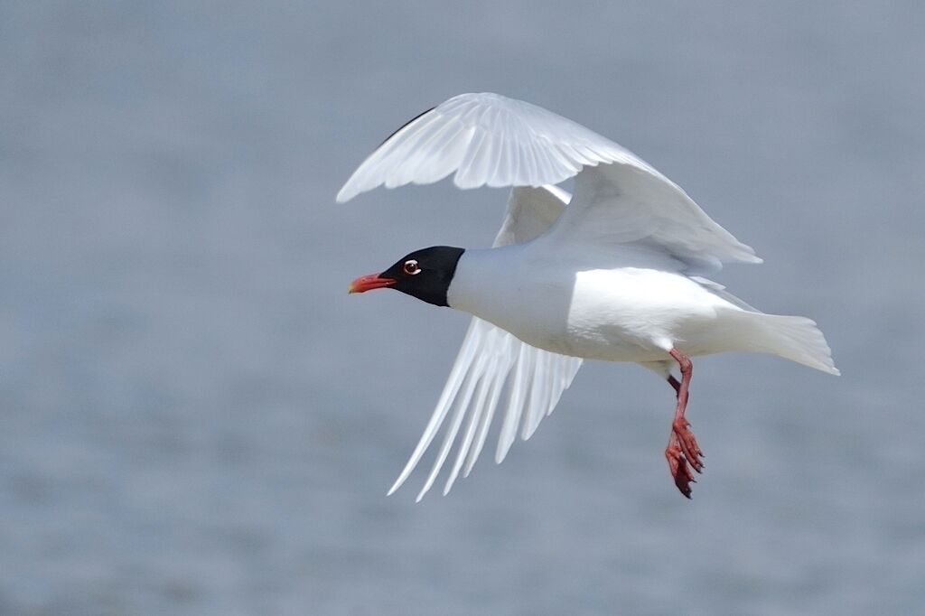 Mouette mélanocéphaleadulte nuptial, Vol