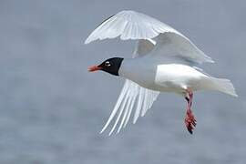 Mediterranean Gull