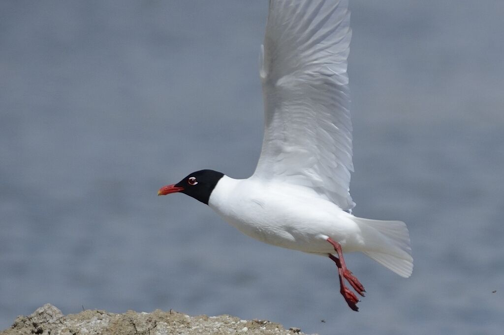 Mouette mélanocéphaleadulte nuptial, portrait, Vol