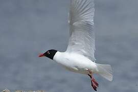 Mediterranean Gull