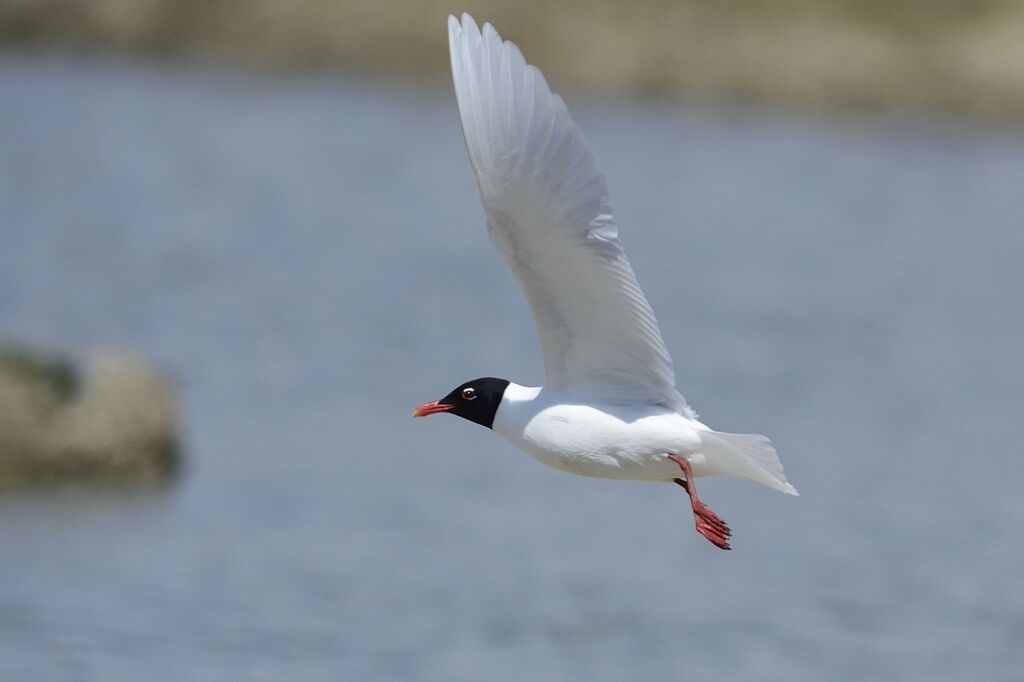 Mouette mélanocéphaleadulte nuptial, Vol