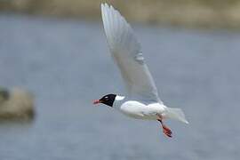 Mediterranean Gull