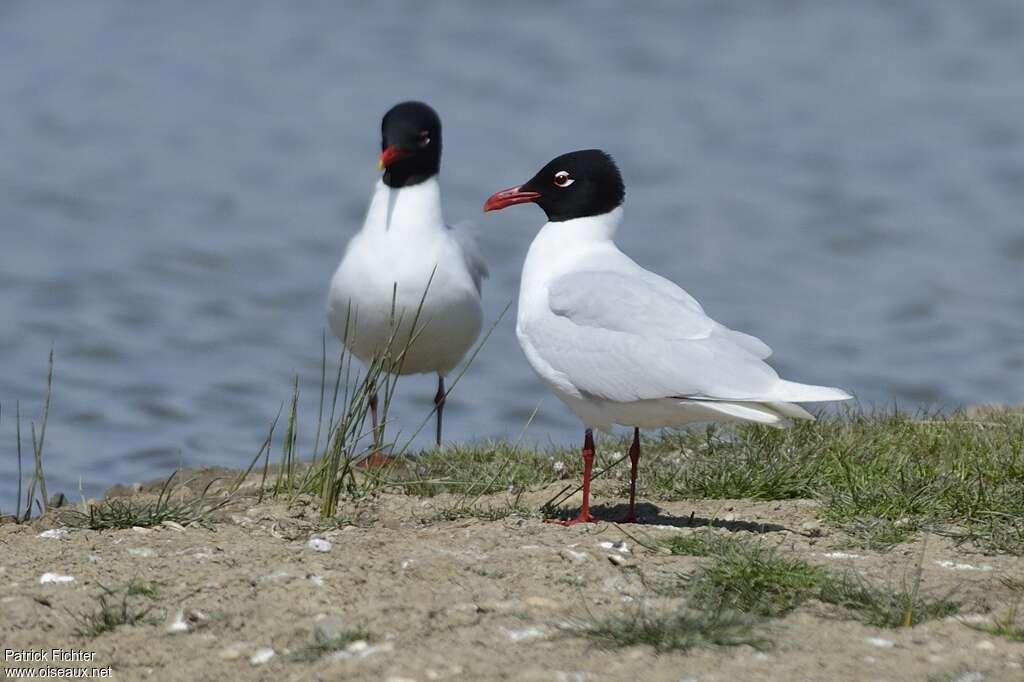 Mouette mélanocéphaleadulte nuptial, identification