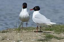 Mouette mélanocéphale