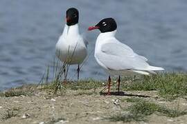 Mediterranean Gull